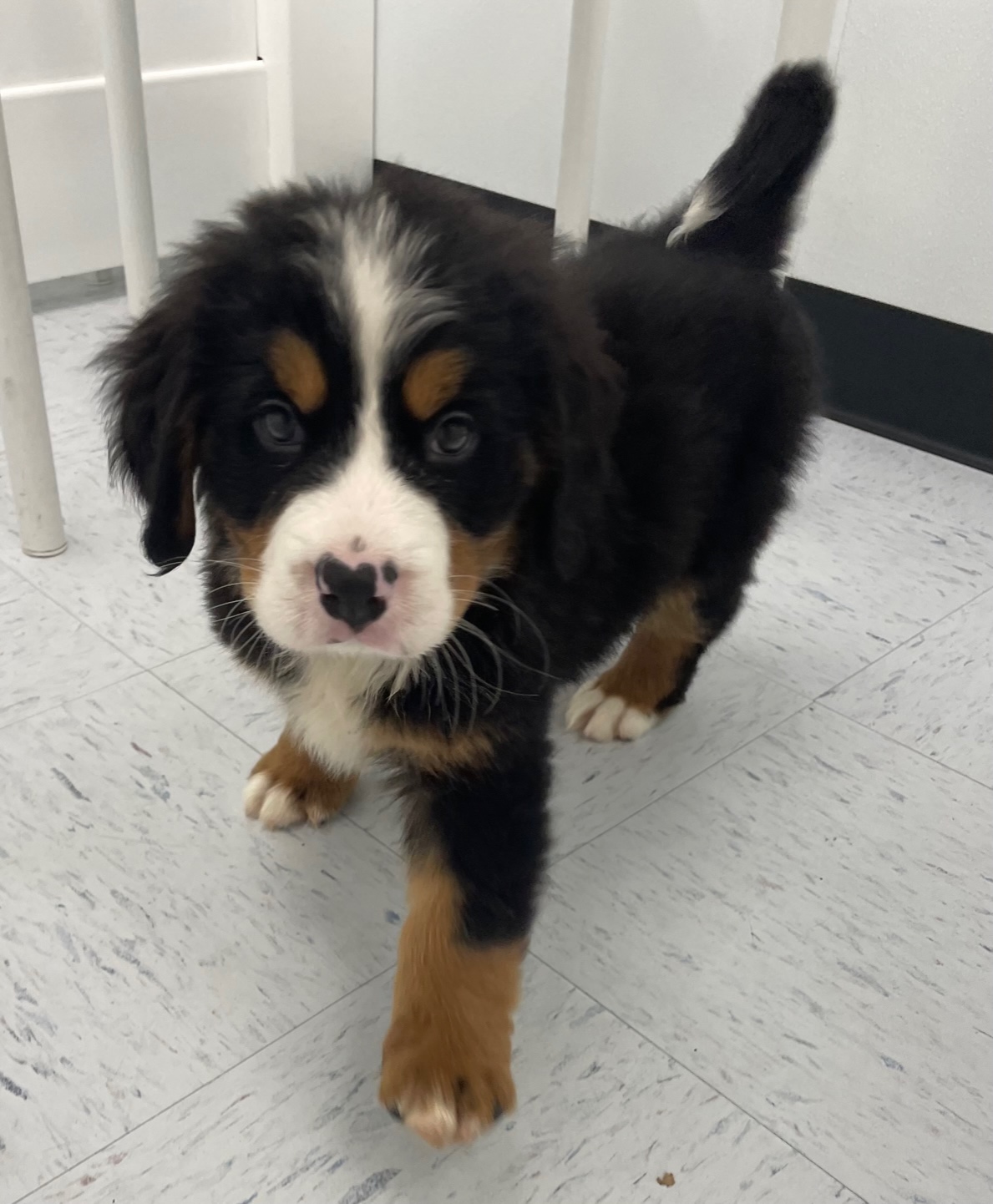 Bernese Mountain Dog Puppy For Sale