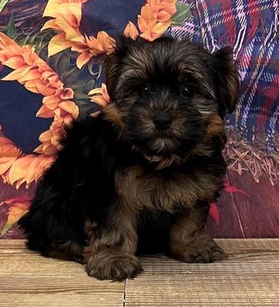 Morkie Puppy For Sale