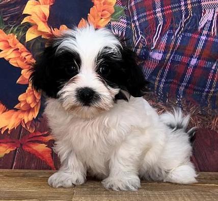 Malshi Puppy For Sale