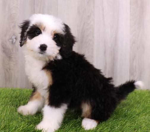 Mini Bernedoodle Puppy For Sale