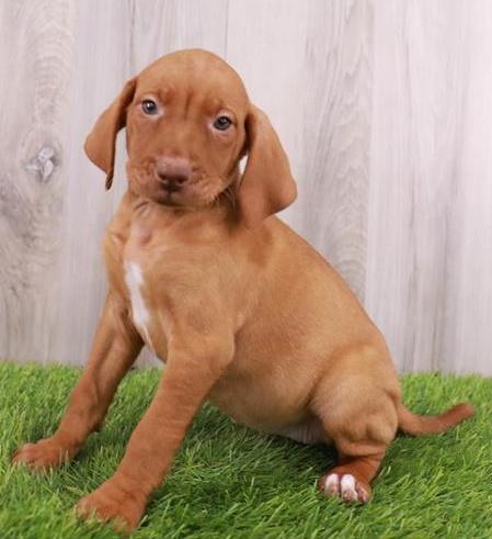 Vizsla Puppy For Sale