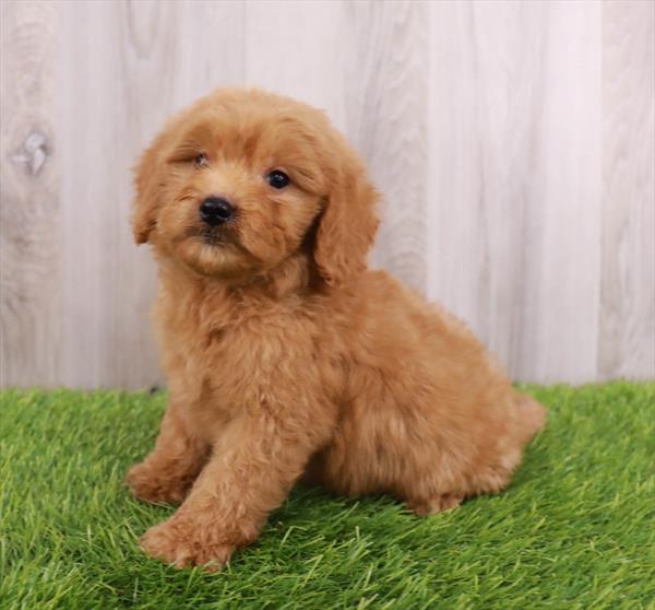 Mini Goldendoodle Puppy For Sale