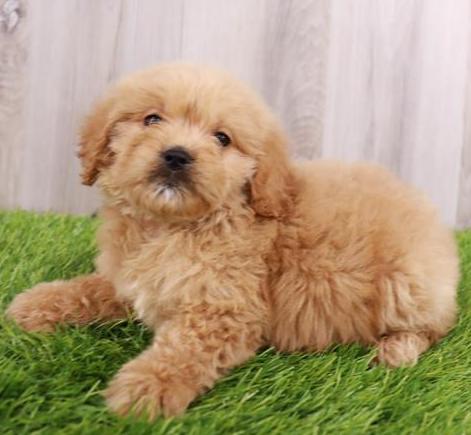 Mini Goldendoodle Puppy For Sale
