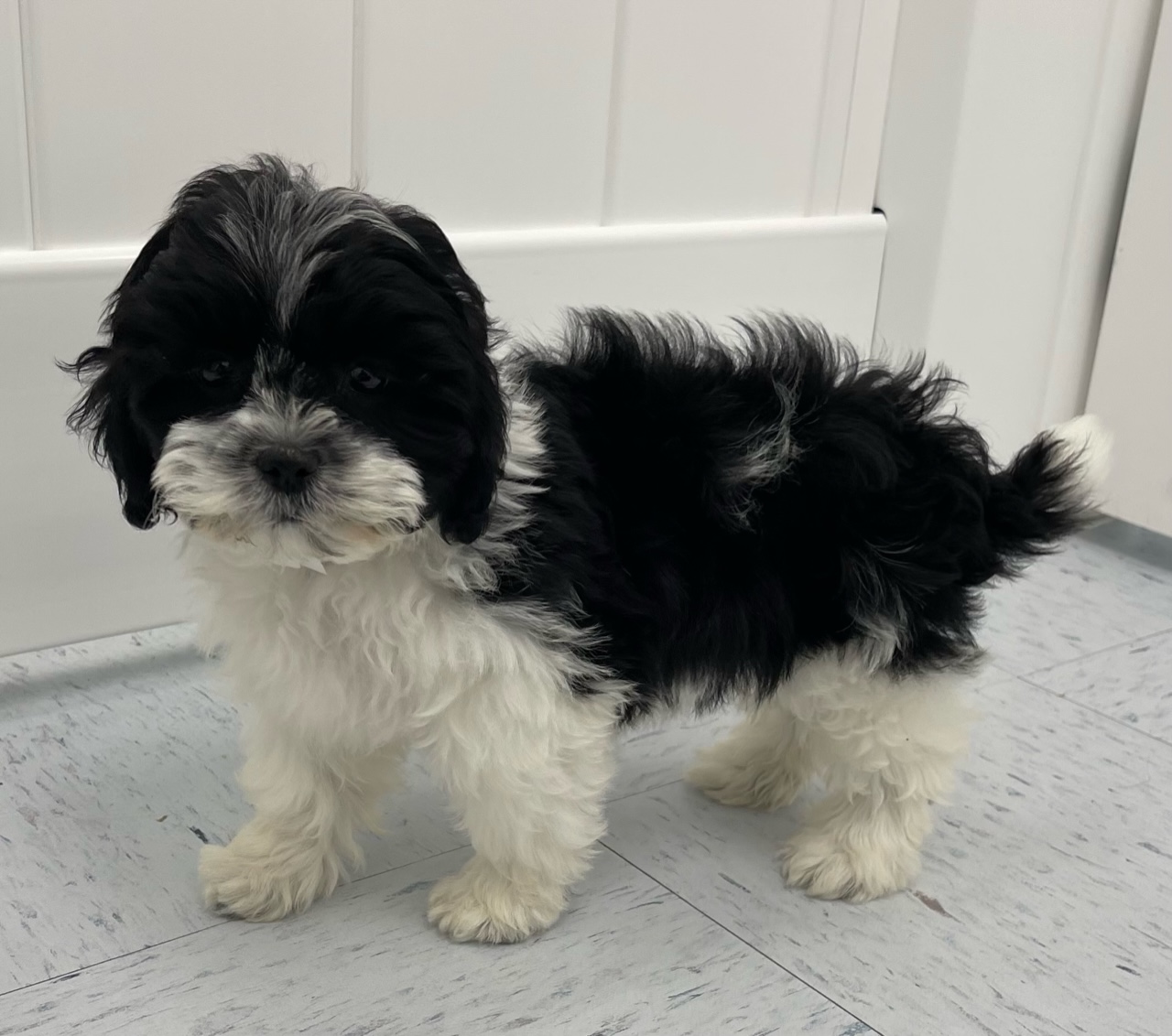 Shiapoo Puppy For Sale