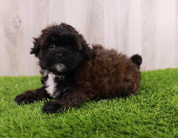 Shiapoo Puppy For Sale