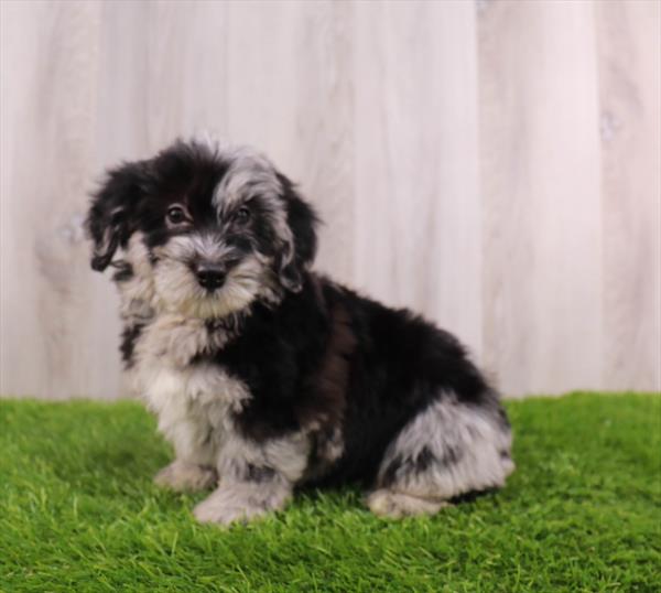 Miniature Sheepadoodle Puppy For Sale