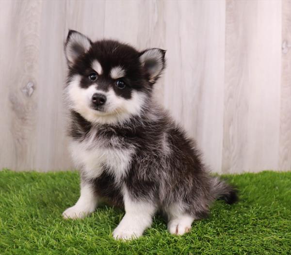 Pomsky Puppy For Sale