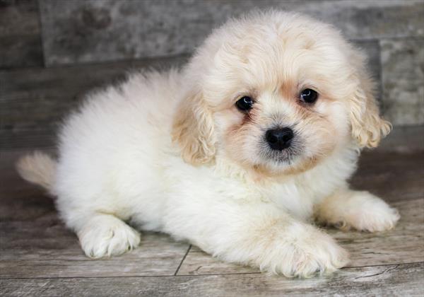 Pekapoo Puppy For Sale