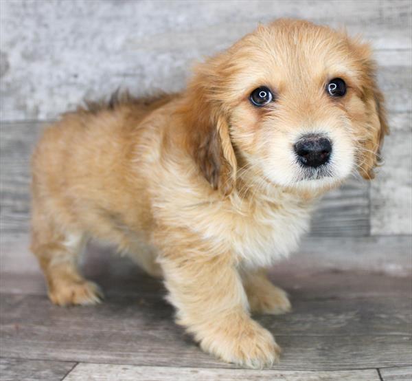 Miniature Goldendoodle Puppy