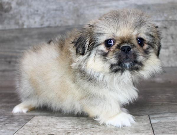 Pekingese Puppy For Sale