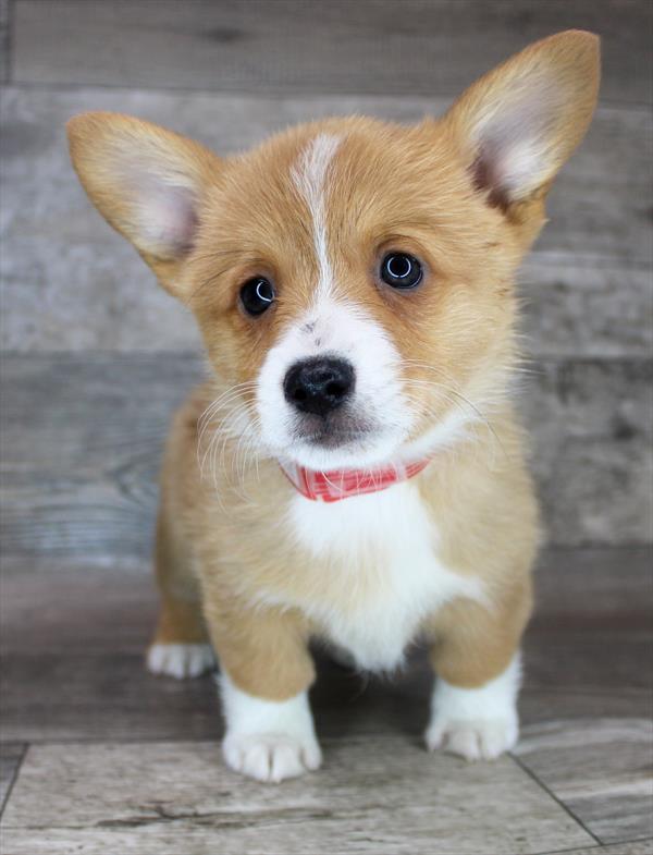 Corgi Puppy For Sale