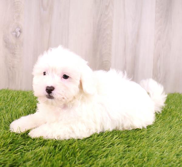 Shiapoo Puppy For Sale