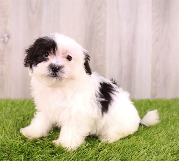 Shiapoo Puppy For Sale