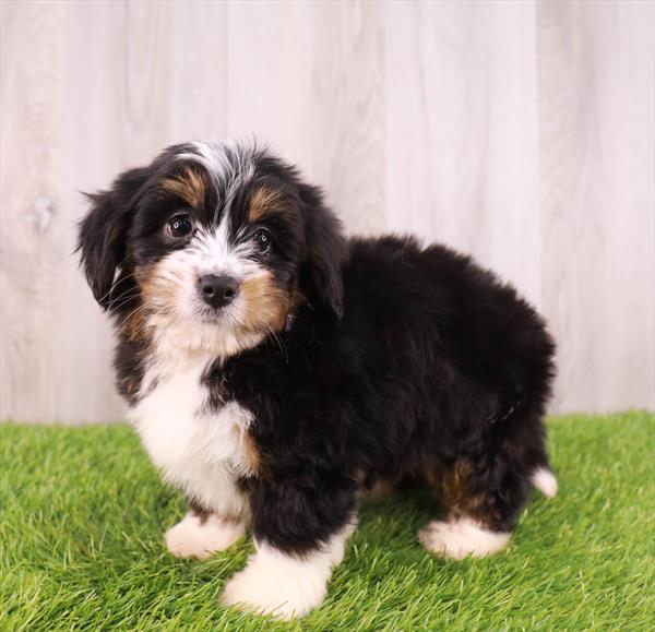 Mini Bernedoodle Puppy For Sale