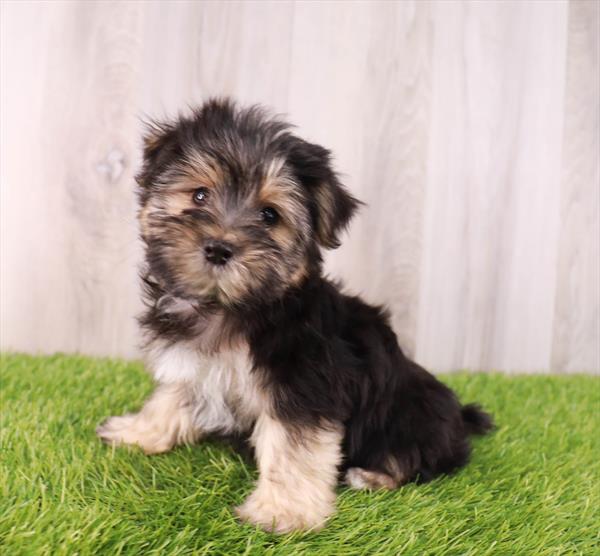 Morkie Puppy For Sale