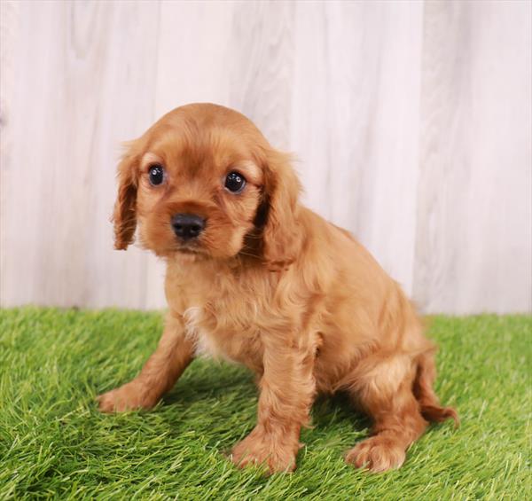 Cavalier King Charles Spaniel Puppy For Sale