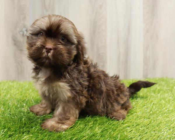 HavaTzu Puppy For Sale