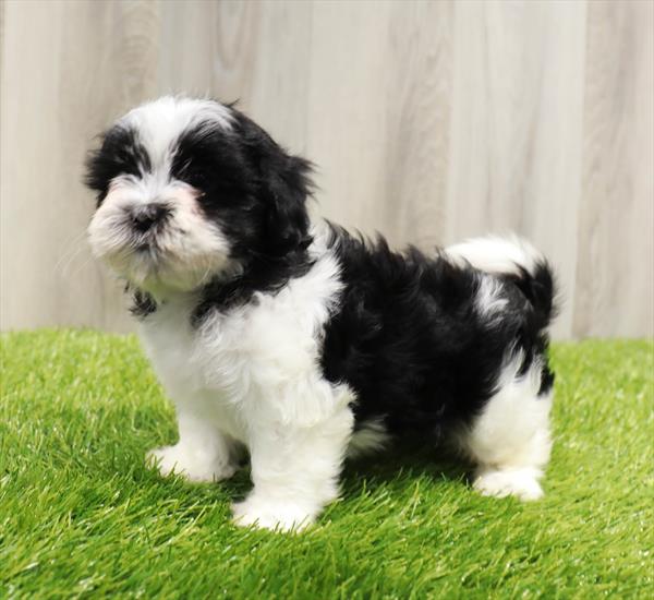 Malshi Puppy For Sale