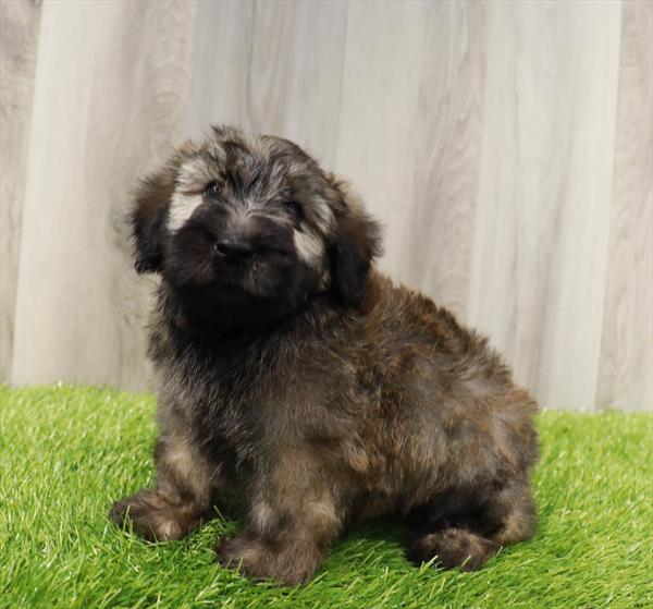 Mini Whoodle Puppy For Sale
