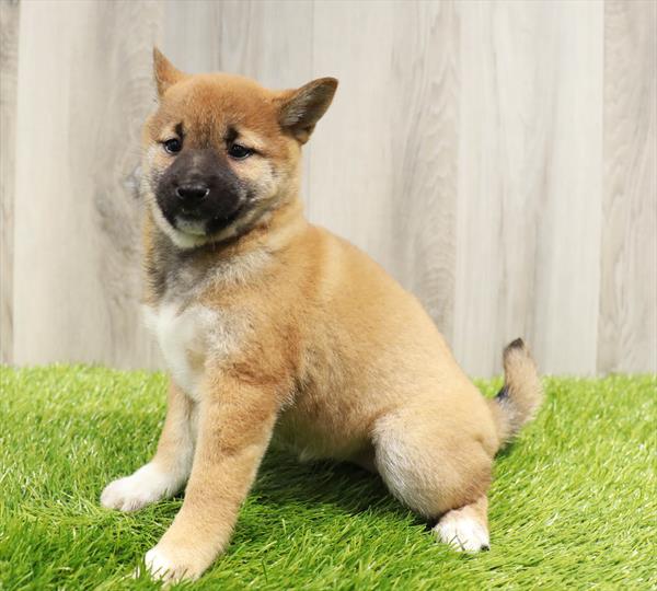 Shiba Inu Puppy For Sale