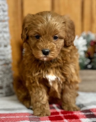 Mini Bernedoodle Puppy For Sale
