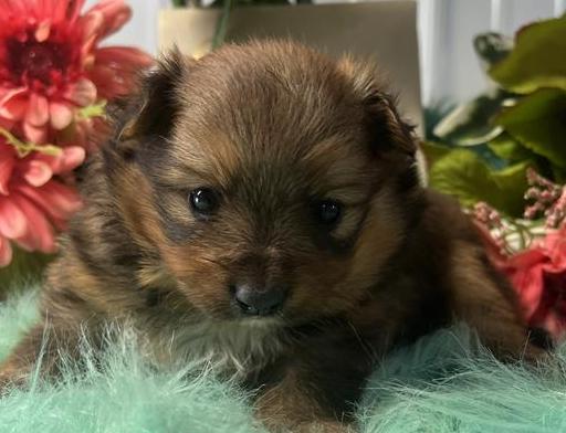 Pomsky Puppy For Sale