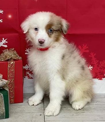 Australian Shepherd Puppy For Sale