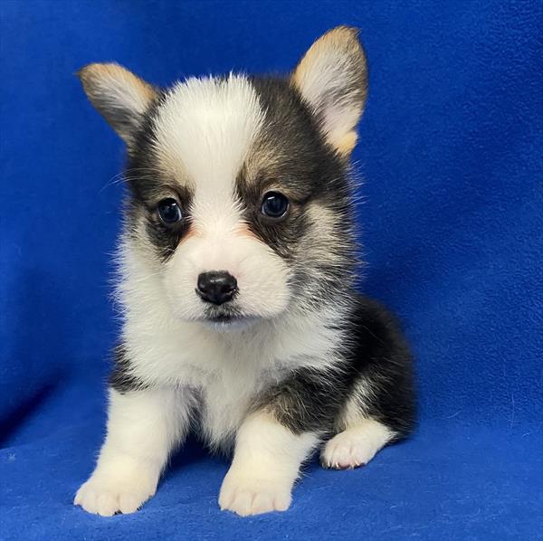 Corgi Puppy For Sale