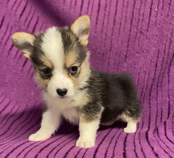 Corgi Puppy For Sale
