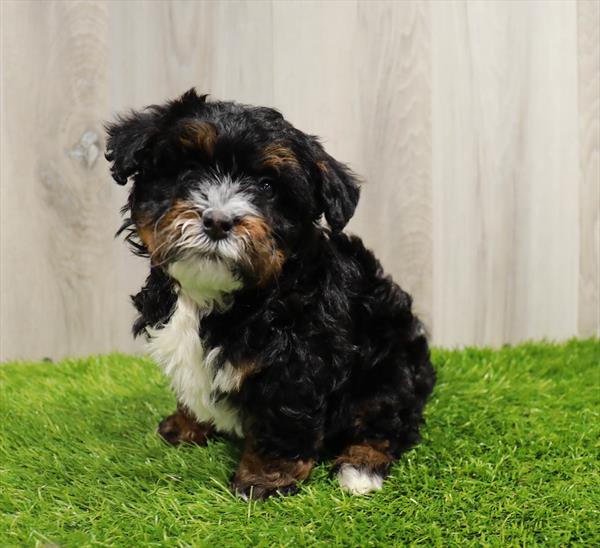 Mini Bernedoodle Puppy For Sale