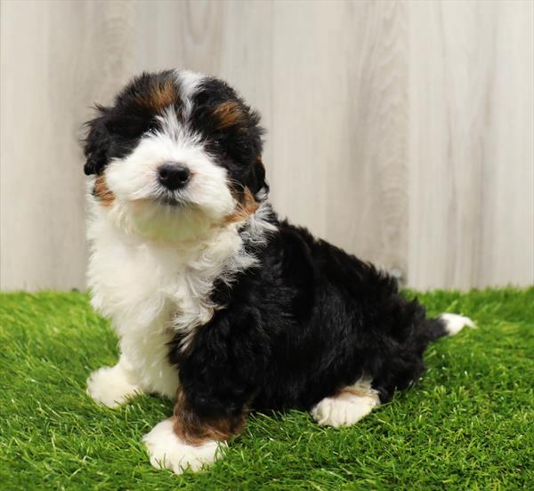 Mini Bernedoodle Puppy For Sale