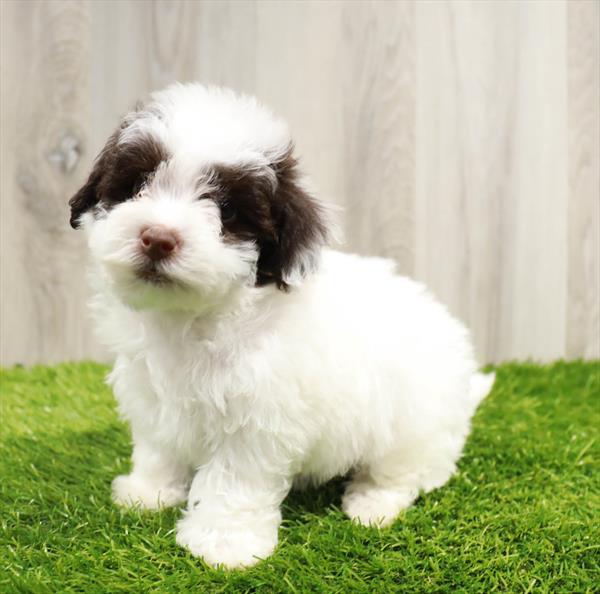 Havapoo Puppy For Sale