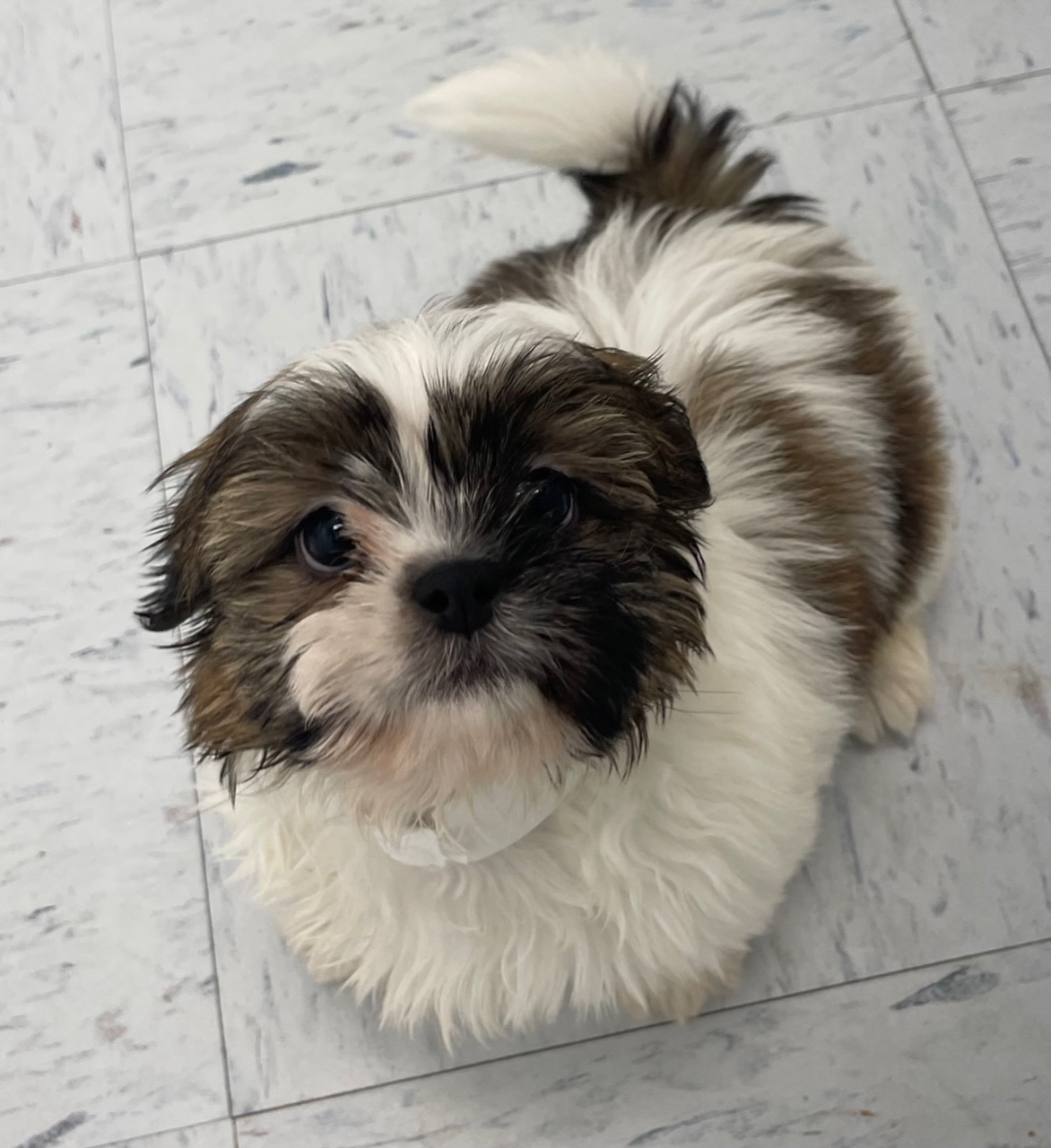Shih Tzu Puppy