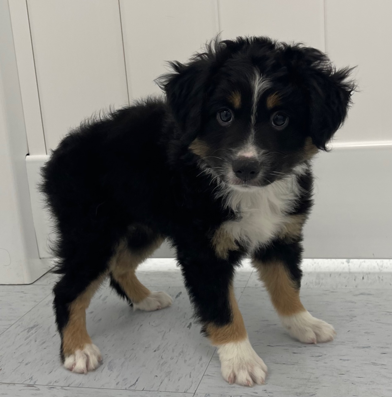 Australian Shepherd Puppy For Sale
