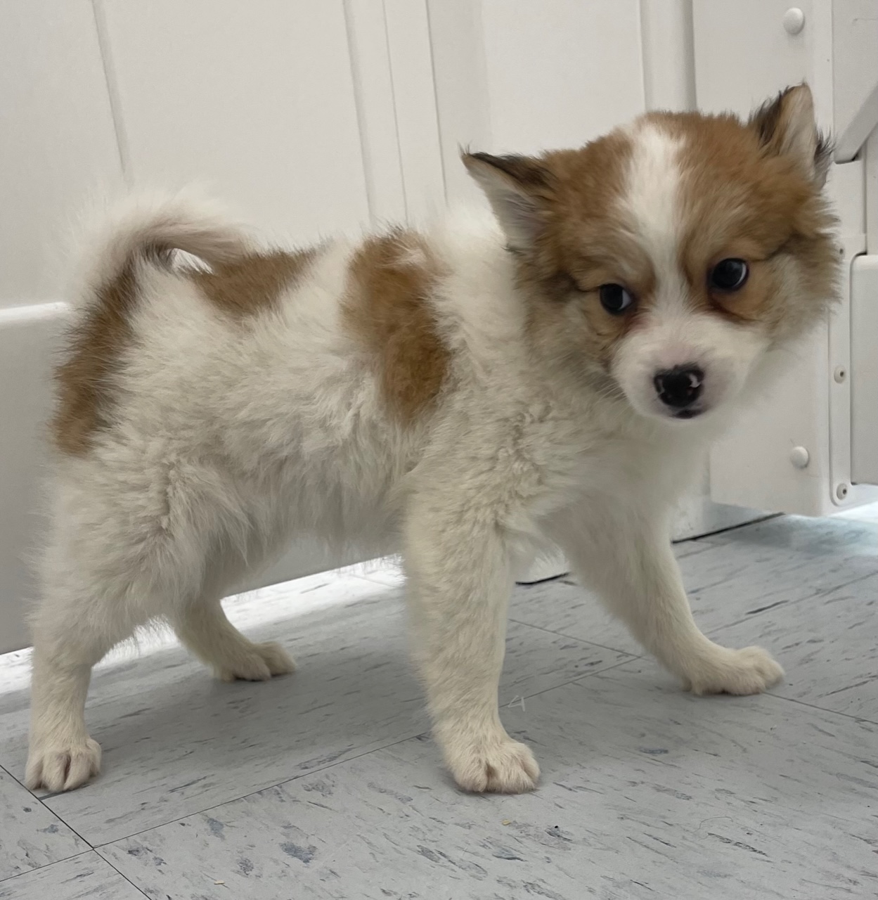 Pomsky Puppy For Sale