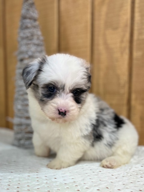 Miniature Sheepadoodle Puppy For Sale
