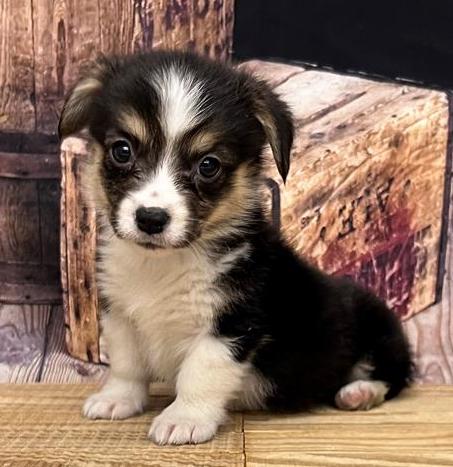 Corgi Puppy For Sale