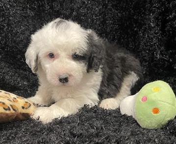 Miniature Sheepadoodle Puppy For Sale
