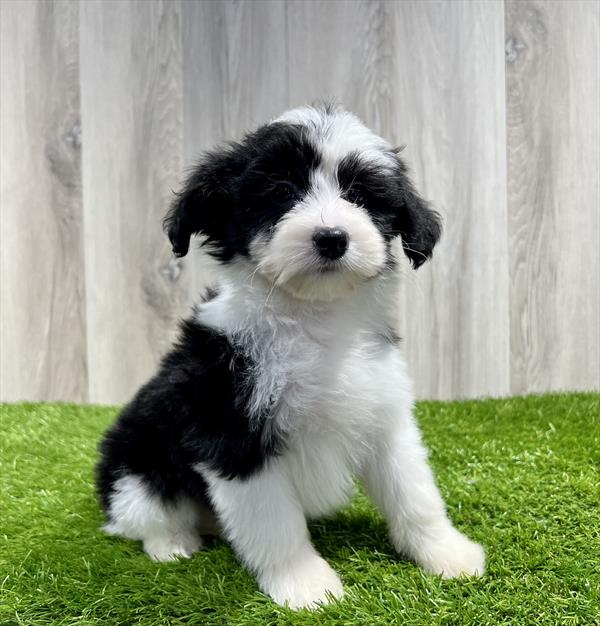 Miniature Sheepadoodle Puppy For Sale