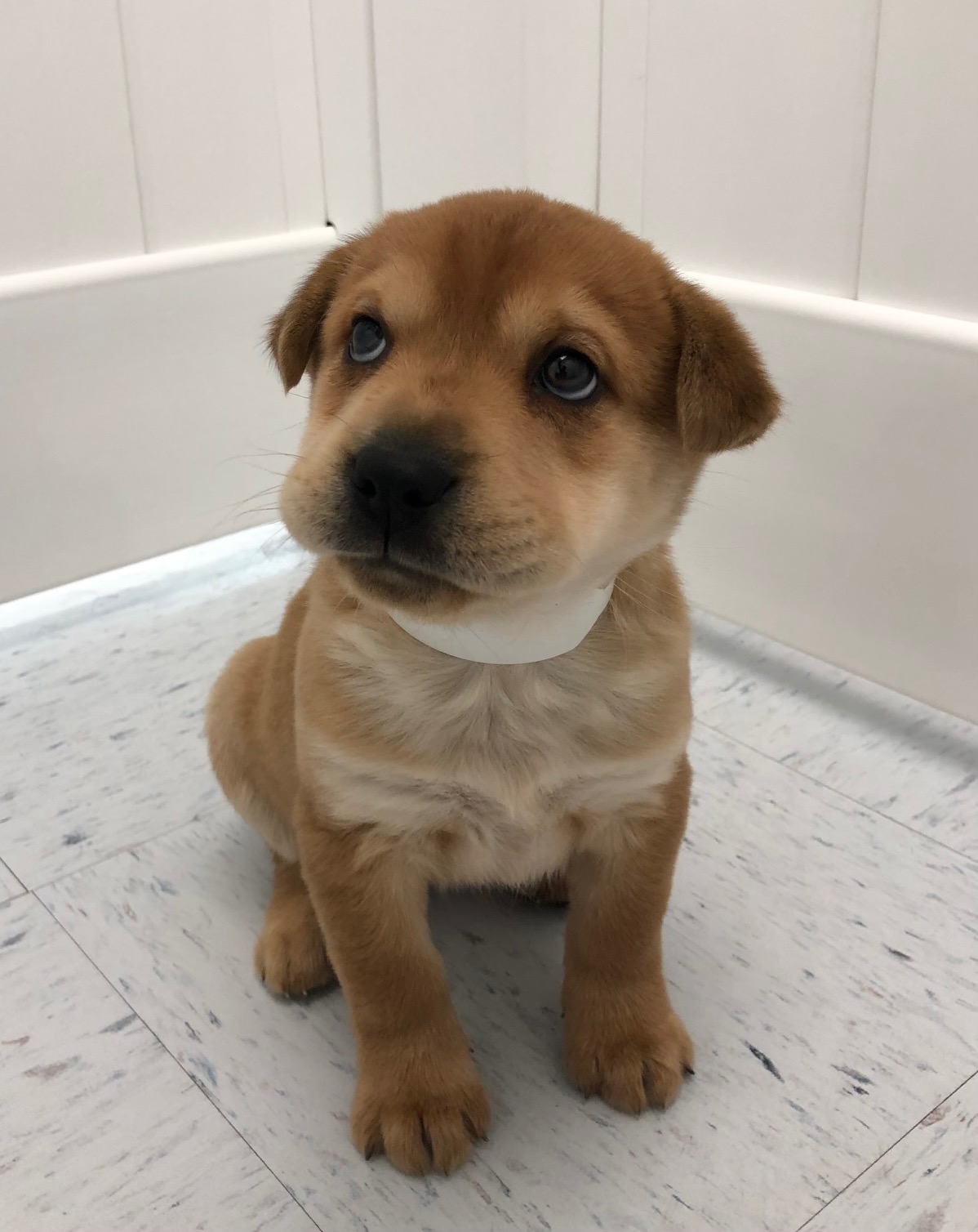 Mini Walrus Puppy For Sale