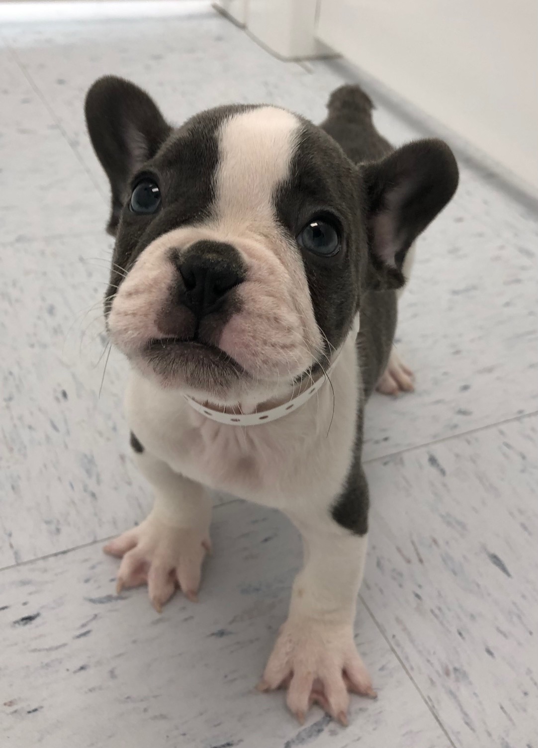 French Bulldog Puppy