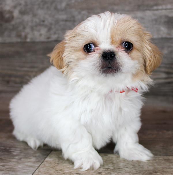 Pekingese Puppy For Sale