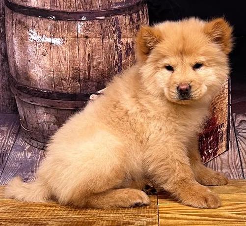 Chow Chow Puppy For Sale