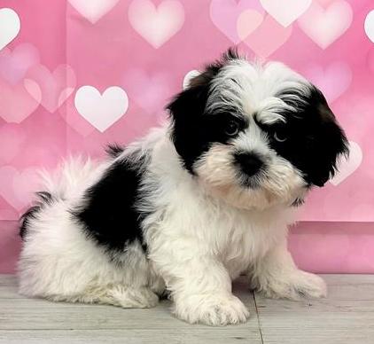 Teddy Bear Puppy For Sale