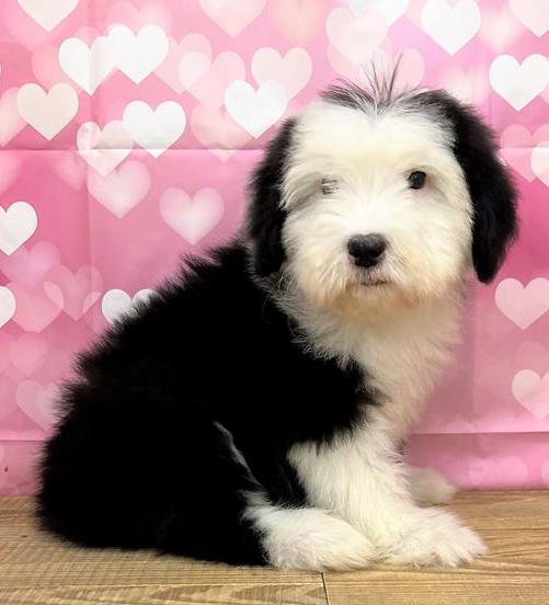 Old English Sheepdog Puppy For Sale