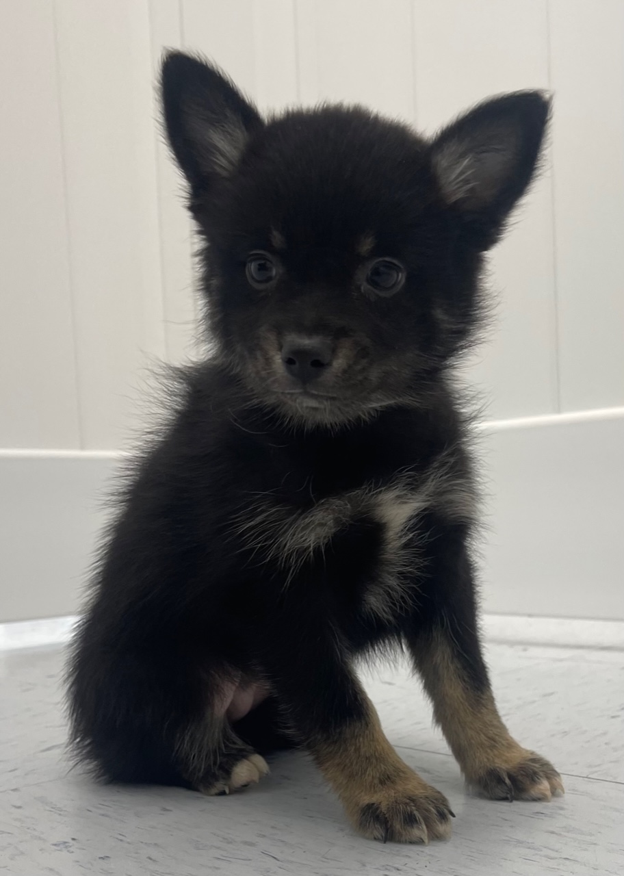 Pomsky Puppy For Sale