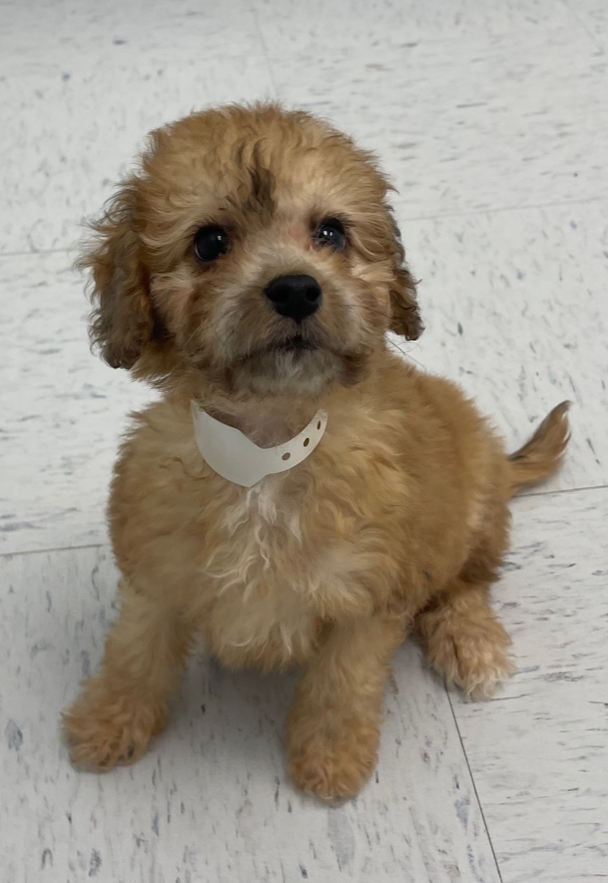 Mini Poodle Puppy For Sale