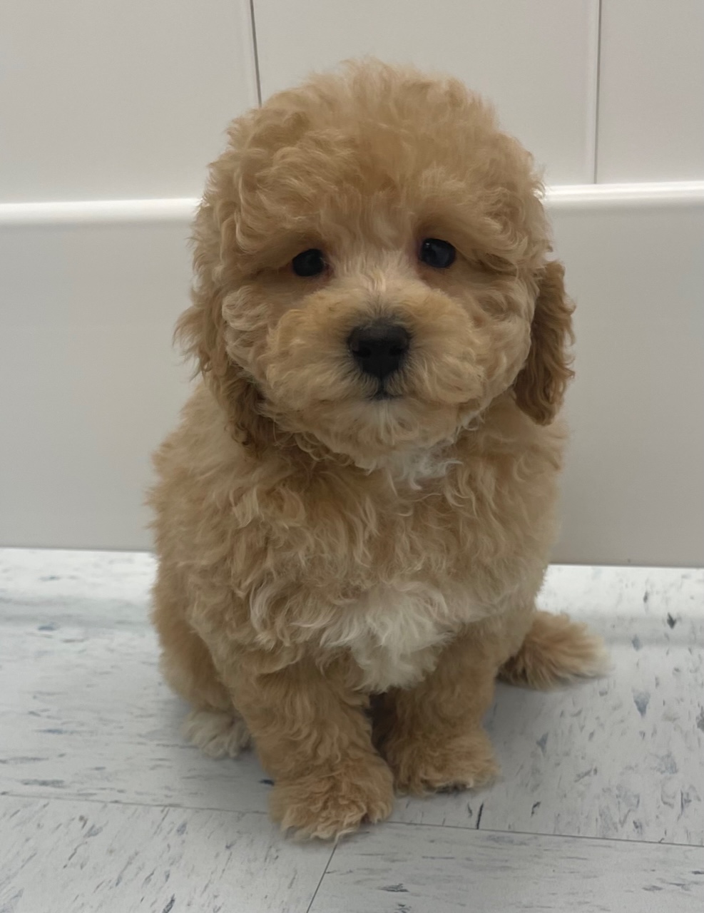 Mini Poodle Puppy For Sale