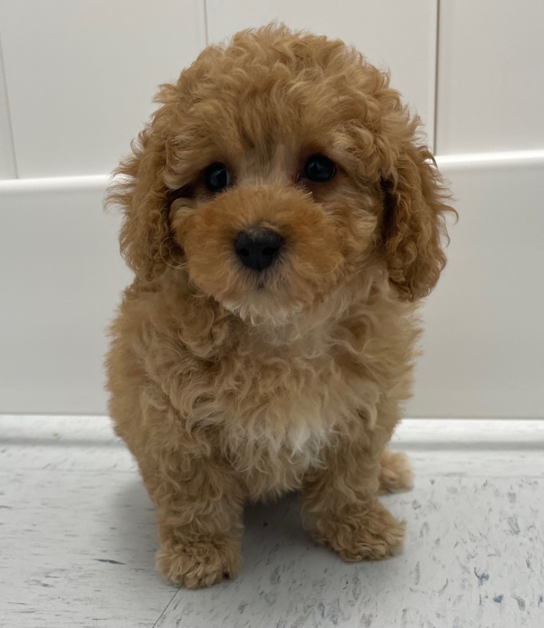 Mini Poodle Puppy For Sale