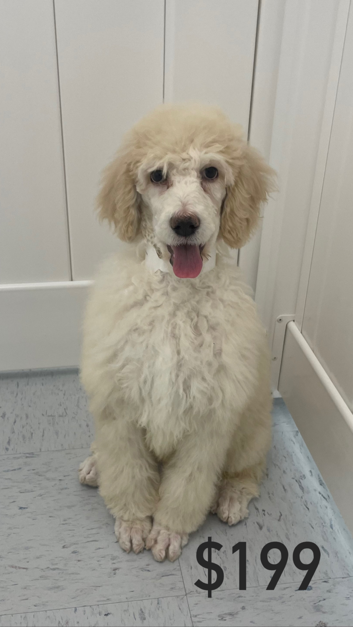 Standard Poodle Puppy For Sale